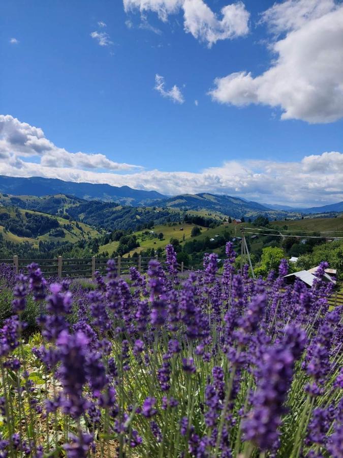 Perekrestnoye Lavender Valley מראה חיצוני תמונה